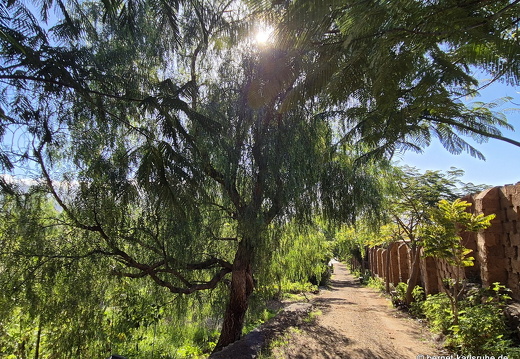 25-01-15-los llanos-finca-camino verde-010