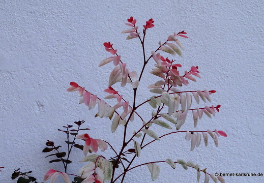 25-01-18-los llanos-montana del laurel-002