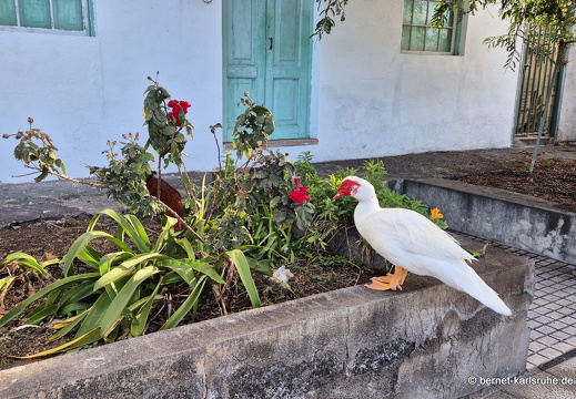 25-01-18-los llanos-montana del laurel-007