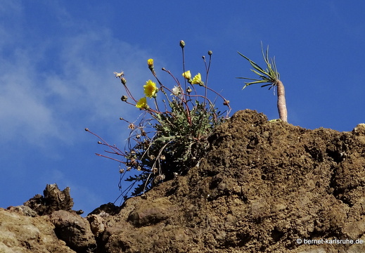 25-01-18-los llanos-montana del laurel-025