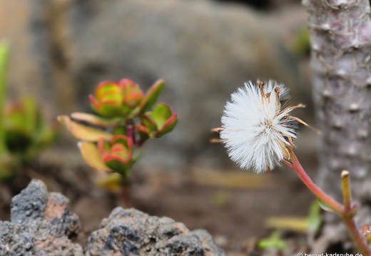 25-01-20-los llanos-parque gomez fernandez-011