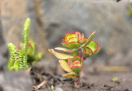 25-01-20-los llanos-parque gomez fernandez-013