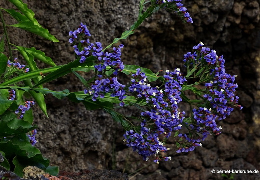 25-01-23-los llanos-parque gomez-002