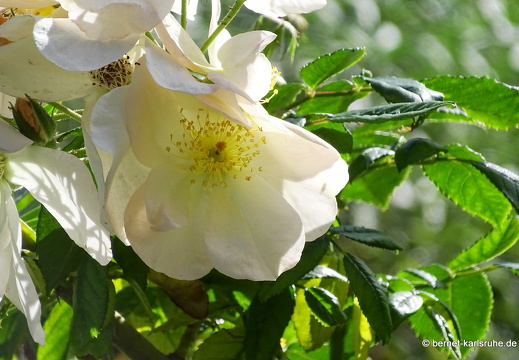 25-01-23-los llanos-parque gomez-003