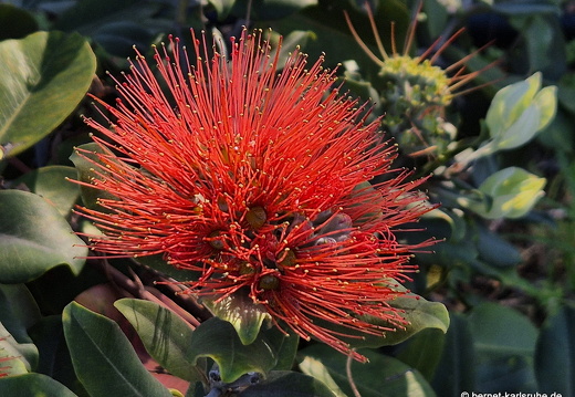 25-01-28-los llanos-eisenhoelzer-003