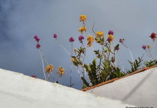 25-01-29-los llanos-012