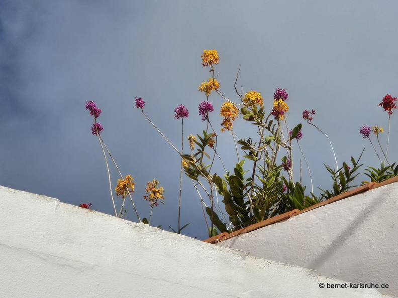 25-01-29-los llanos-012.jpg