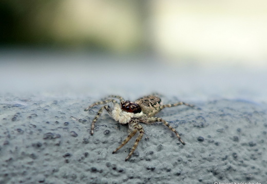 25-01-29-los llanos-spinne-