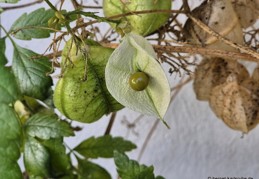24-12-17-sc-plaza periodista-juan francisco perez-003