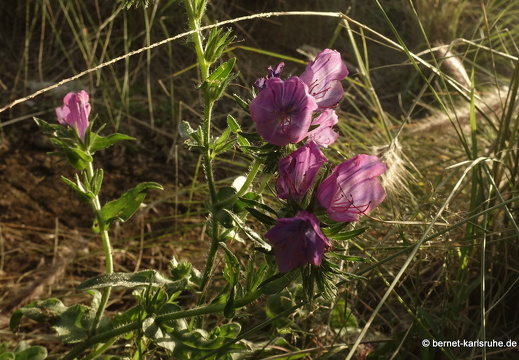 24-12-26-sc-mirador de conception-045