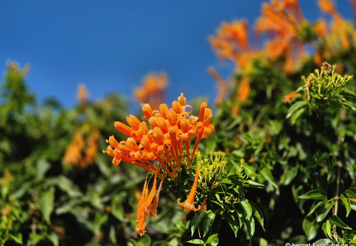 25-01-03-sc-letzter tag-feuerranke-