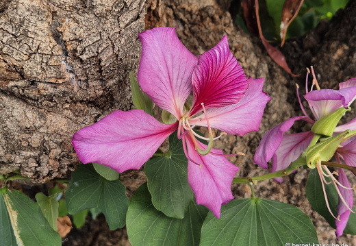 25-01-03-sc-letzter tag-kapokbluete-002