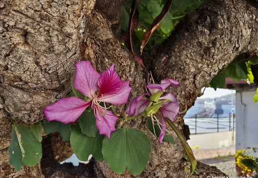 25-01-03-sc-letzter tag-kapokbluete-003