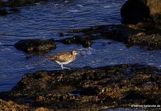 23-11-30-pdr-regenbrachvogel-