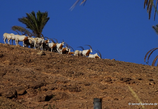 23-11-19-oasis park-072