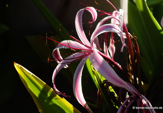 23-11-19-oasis park-074