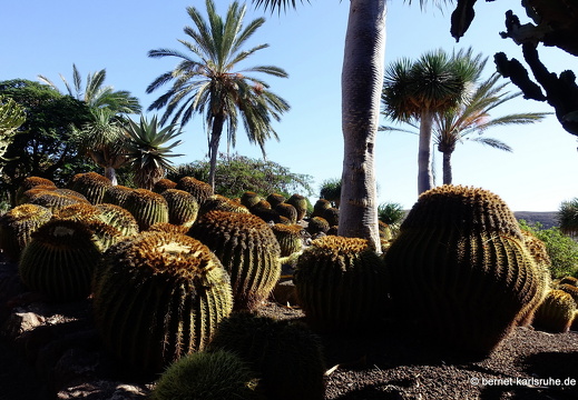 23-11-19-oasis park-137