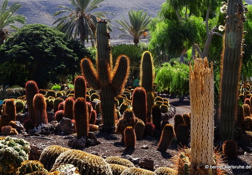 23-11-19-oasis park-158