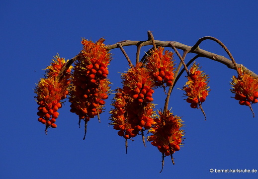 23-11-19-oasis park-165