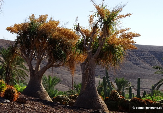 23-11-19-oasis park-175