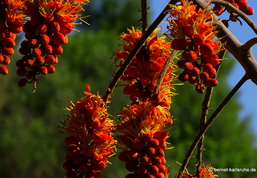 23-11-19-oasis park-188