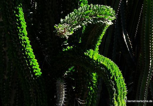 23-11-19-oasis park-202