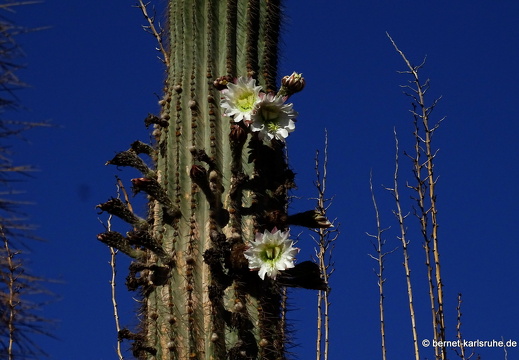 23-11-19-oasis park-kaktusbluete-001