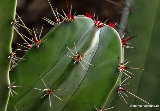 23-11-21-antigua-170