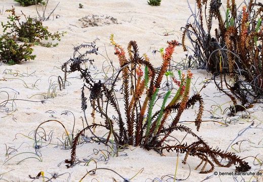 23-11-25-corralejo-duenen-058