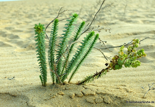 23-11-25-corralejo-duenen-130