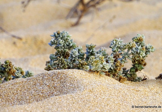 23-11-25-corralejo-duenen-134