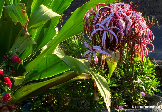 23-11-28-villaverde-laoliva-026