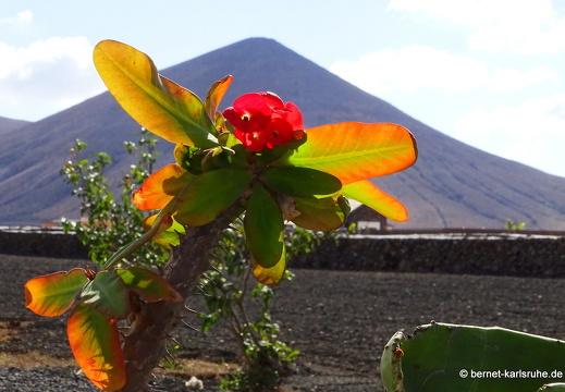 23-11-28-villaverde-laoliva-180