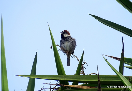 24-02-01-tahiche-weidensperling-001