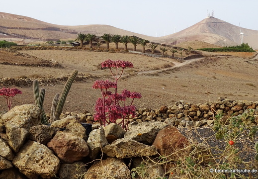 24-02-08-tahiche-lavafeld-020