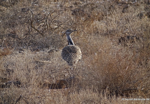 24-02-19-tahiche-002