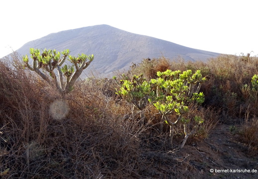 24-02-20-tahiche-kanarische kerzenpflanze-