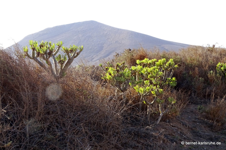 24-02-20-tahiche-kanarische kerzenpflanze-.jpg