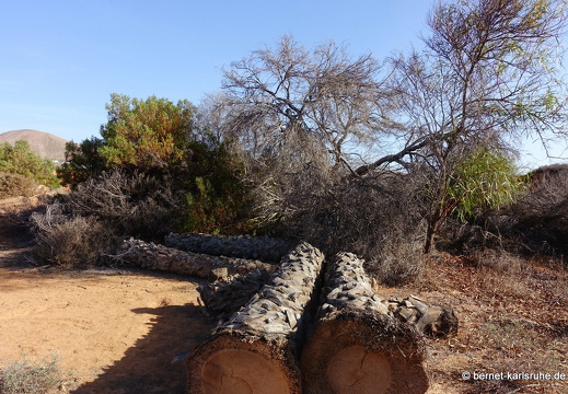 24-03-07-tahiche-las cabreras-019