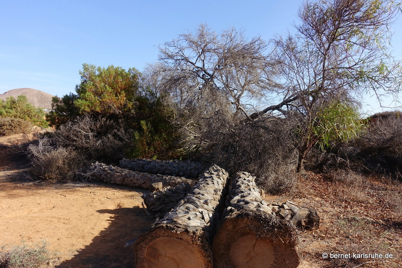 24-03-07-tahiche-las cabreras-019.jpg