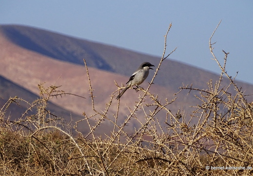24-03-07-tahiche-las cabreras-raubwuerger-vogel-004
