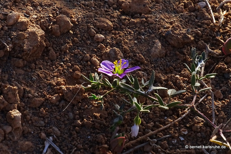 24-03-07-tahiche-las cabreras-rote schuppenmiere-.jpg