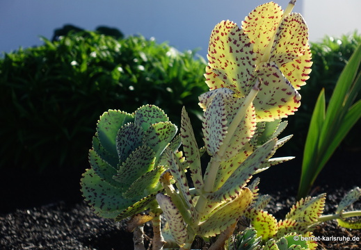 24-02-02-teguise-056