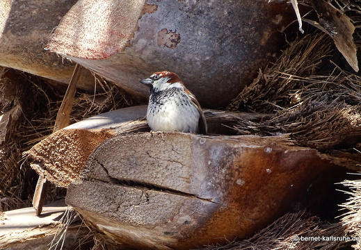 24-02-02-teguise-weidensperling-
