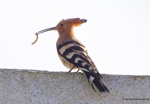 24-02-03-haria-wiedehopf-