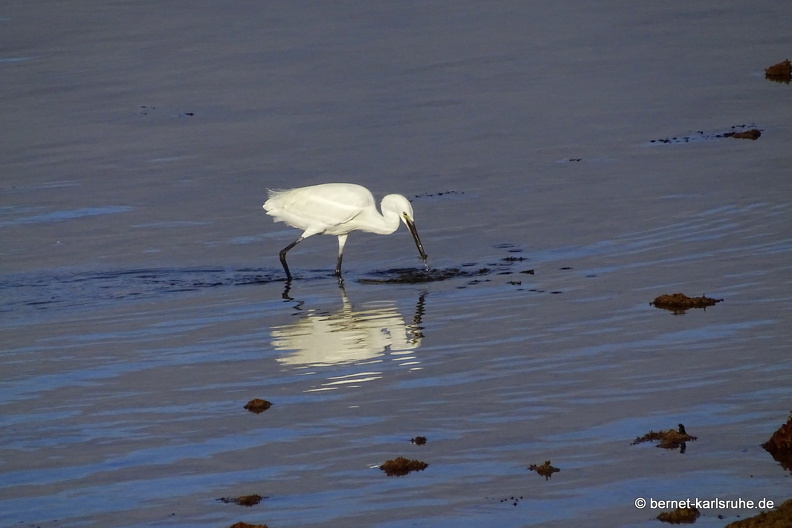 24-02-10-arrecife-reiher-005.JPG