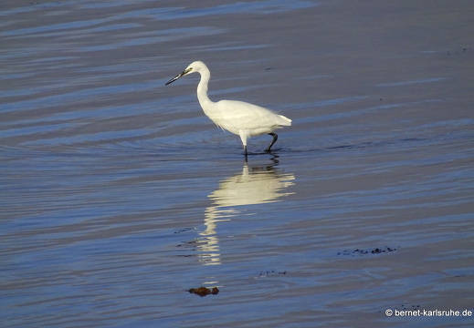 24-02-10-arrecife-reiher-004