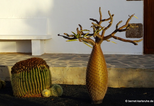 24-02-14-guatiza-020