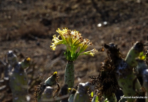24-02-14-guatiza-kanarische kerzenpflanze-