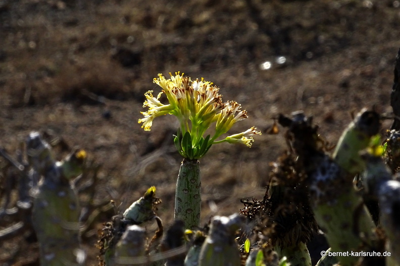 24-02-14-guatiza-kanarische kerzenpflanze-.JPG